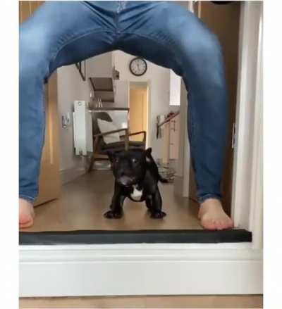 You can see the moment pup thinks "The BETRAYAL!"