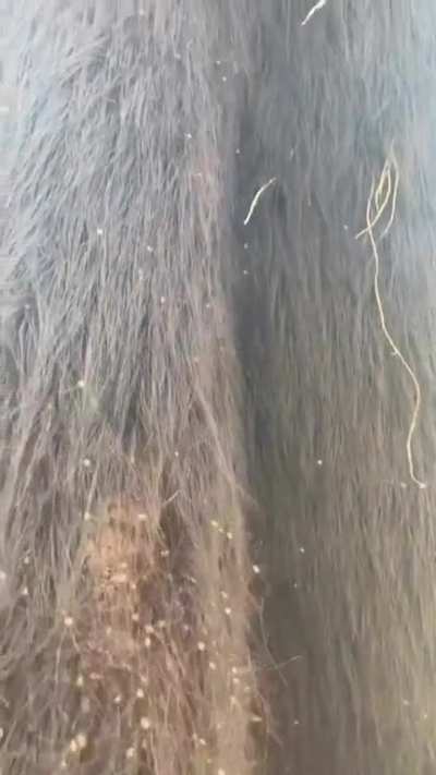 This tree needs a shave