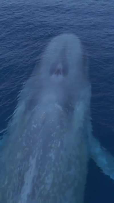 ?A massive Blue Whale