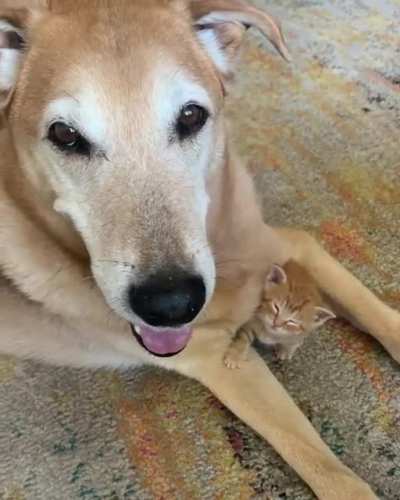 Foster Dad
