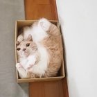 Ambush