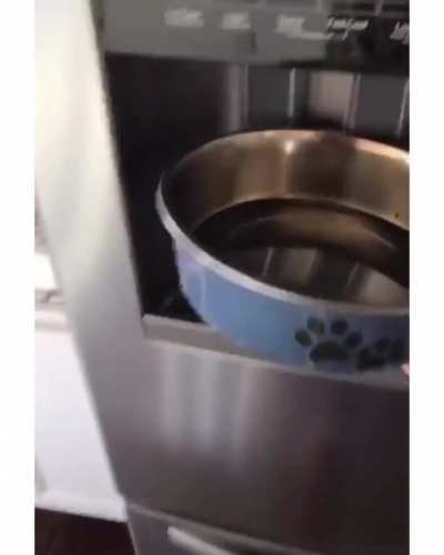 Bulldog morning routine... ???