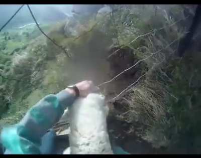 The relief the sheep must of felt