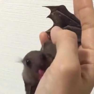 Lick Lick Lick Lick ?