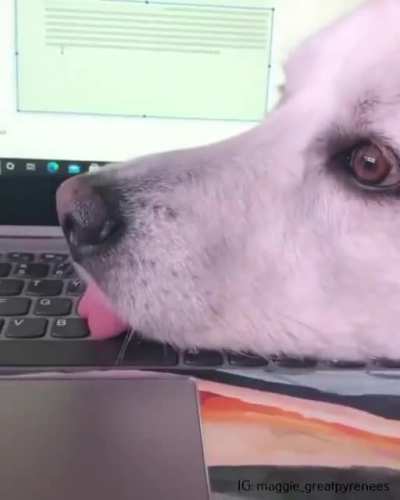 "When i finish this term paper, we'll go for a walk." Doggo: