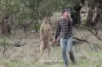 Kangaroo Shocked, Boxer Rocked!
