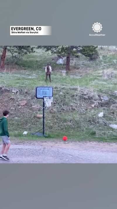 ? An Elk joins kids in a game of soccer