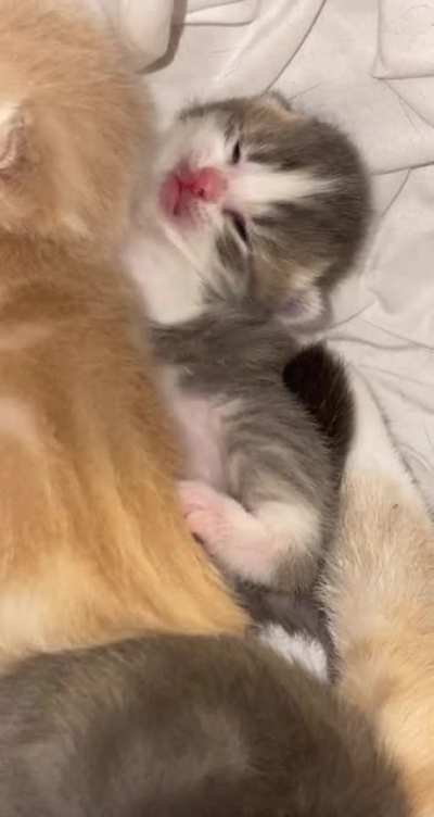Criminal yawn