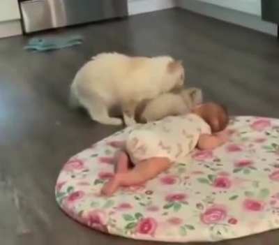 Cat mama: “Look, hairless baby, this is my baby!” ?