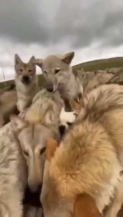 one in the middle - alpha dog.