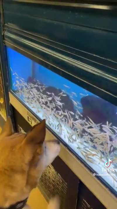 Dog just wants to fish