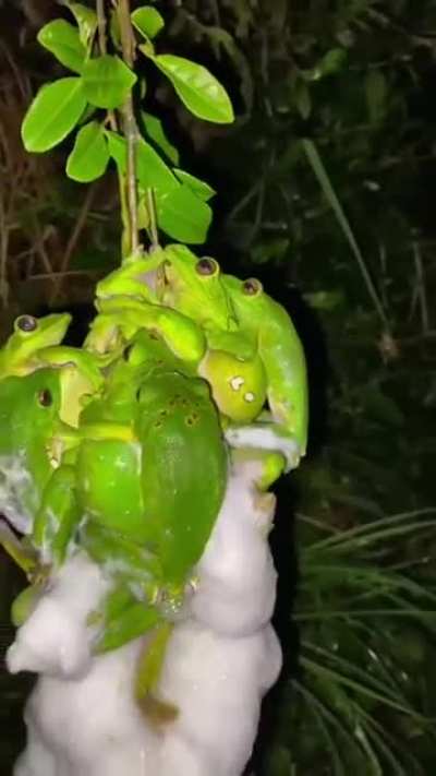 ? When Mommy & Daddy Wallace Flying Frog love each other very much