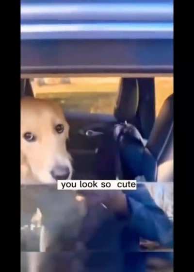 A very sweet dog