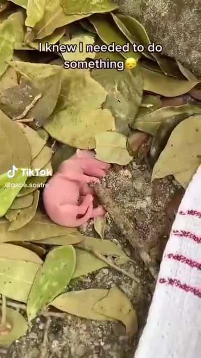 finding stray kittens
