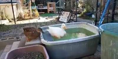 all he wanted was a bath