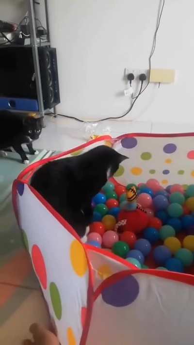 The Ball Pit