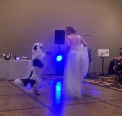 Dog has some amazing moves