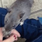 "Human, look! I made this"