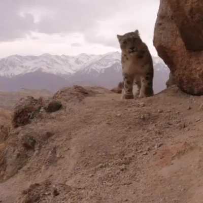 ? Snow Leopard sees wildlife cam then decides to roll over.