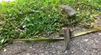 ? Climbing Perch fish can survive out of water up to 10 hours ?