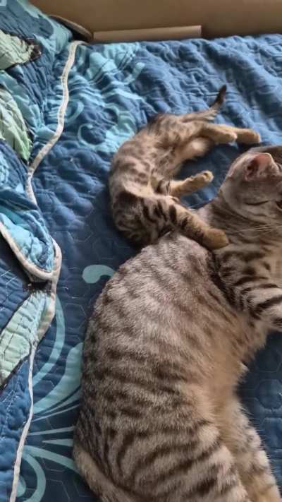 I can't belive that my cat accept the little adopted kitty ? I am so proud ?