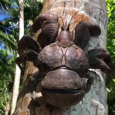 ? The Coconut Crab ?