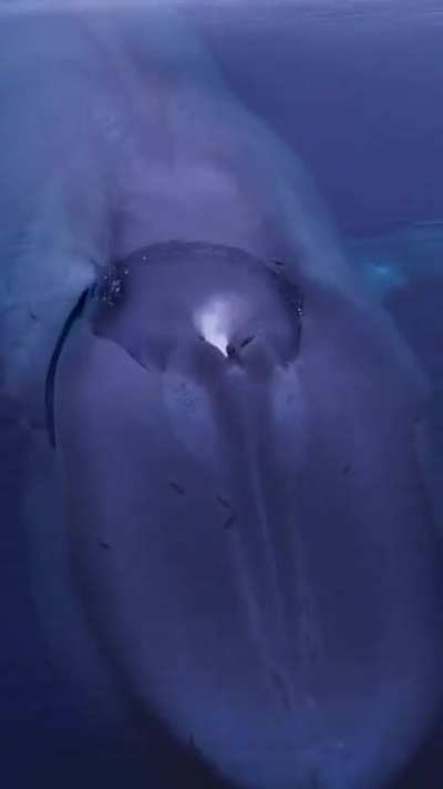 Off the coast of San Diego earlier this year Domenic Biagini was lucky enough to have encounters like this one with the largest animal to have ever lived on our planet...truly amazing creatures are blue whales...which can be as big as 110 ft long and 380,