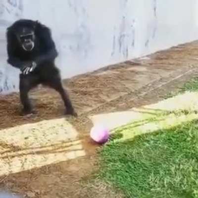 Chimpiano Ronaldo