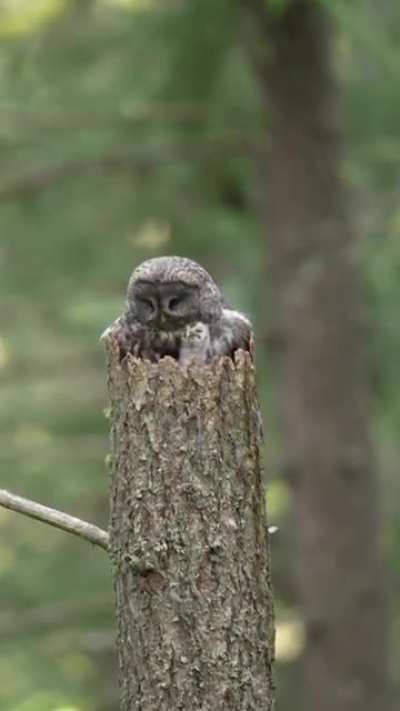 ?Great Gray Owl (Strix nebulosa)