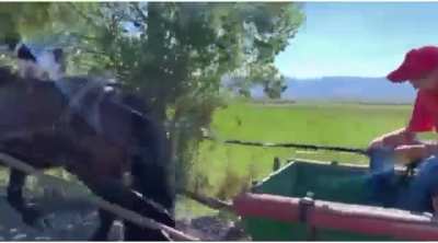 Romanian falls asleep while driving