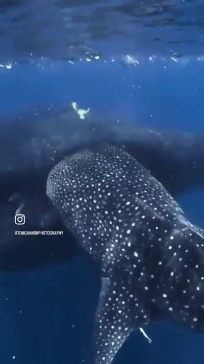 ? There's always a bigger fish
