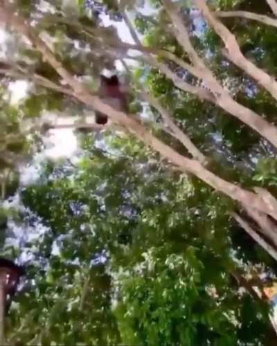 Jamaican Tarzan