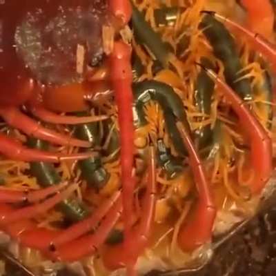 ? This Centipede's family