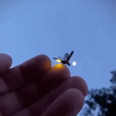 ? A Firefly taking off flight from a hand... ?