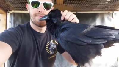 Loki the Raven