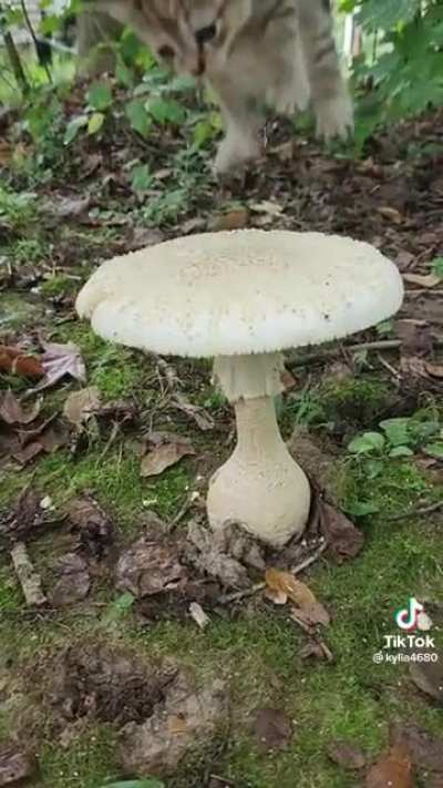 mooshroom