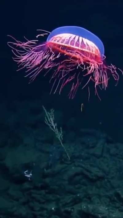 ? Rare footage of a Halitrephes Maasi Jellyfish ?