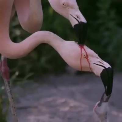 ? parent flamingos feeding their baby