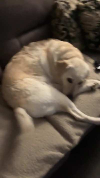 Look at her tail go as I step closer &amp; stop as I stop ?