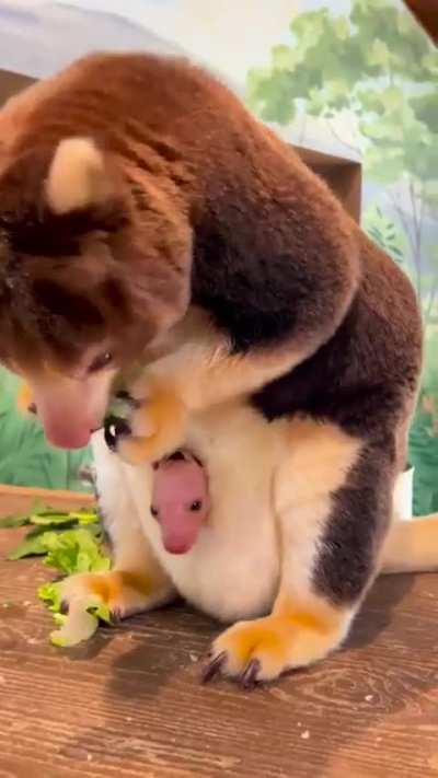 Tree-Kangaroo: A species of kangaroo that lives in the tropical rainforests of New Guinea and Australia and adapted to live entirely in the trees