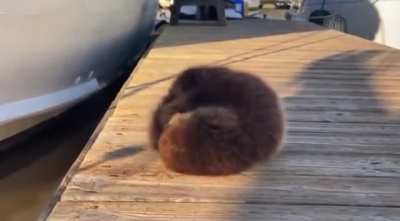 ? A baby sea otter relaxing on a dock before rolling into its mother's arms ?