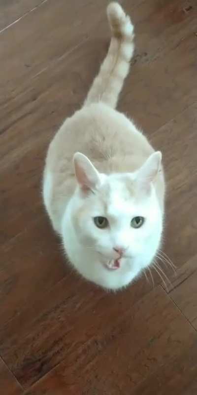 meow_irl