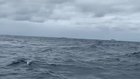 ? Absolutely Massive Humpback Whale Breaching