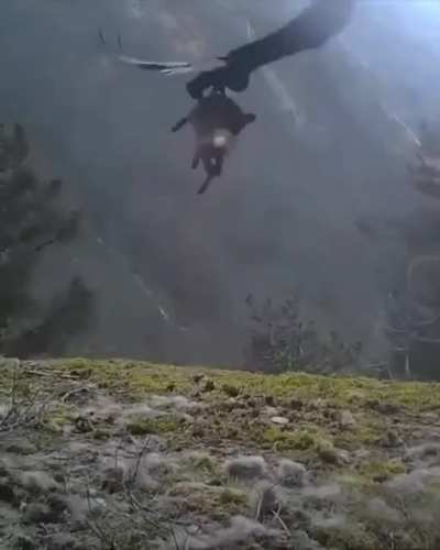 ? An eagle flying away with it's hunt... ?