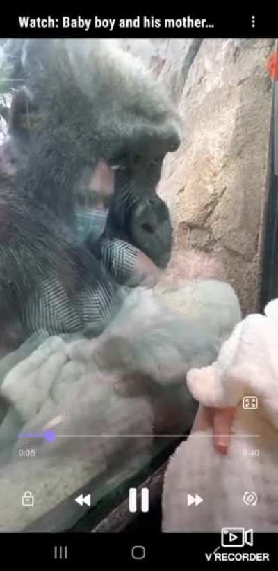 A gorilla named Kiki bonds with a new mother through the glass at Franklin Park Zoo in Boston ~ It's a touching moment when Kiki, also a mother, tries to communicate with the woman as her newborn son sleeps in her arms?