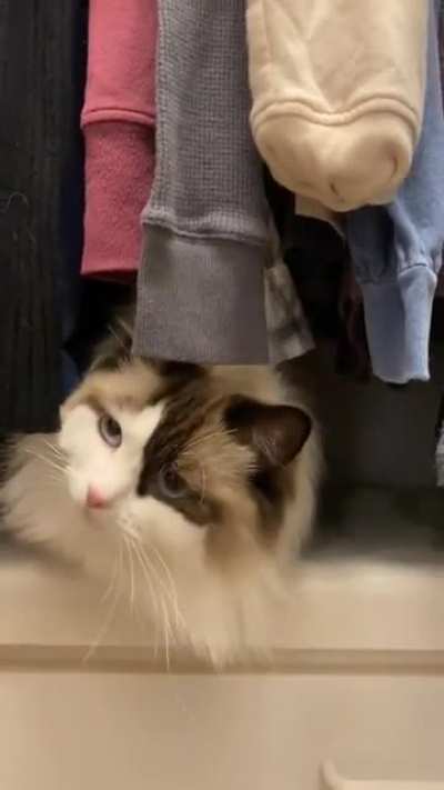 "hello, let me help you choose your clothes"