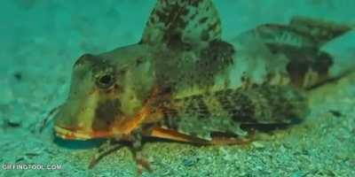 This fish grew crab like legs to walk (r/shortclips)