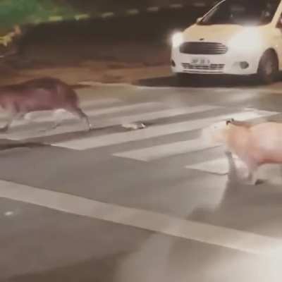 ? A herd of Capybara crossing the street ?