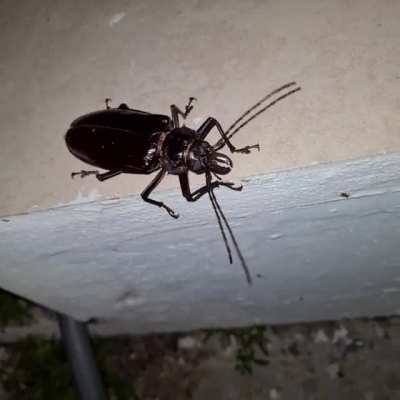 We're all macho man until bugs start flying. ?
