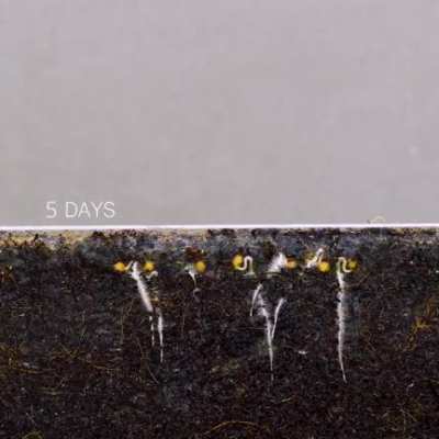 This is how cherry tomato seeds grow